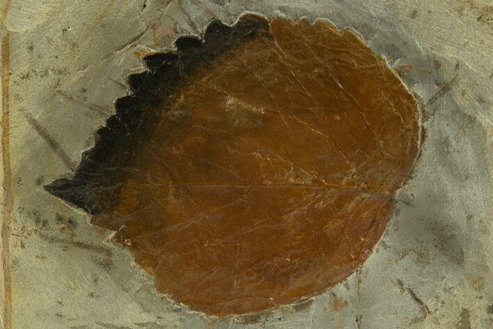 Fossil Leaf (Davidia) - Montana #327222